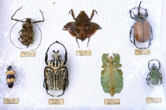 Collection insectes