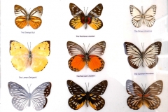 Collection papillons "voyageurs" : Jezebel, Emigrant, wanderer...