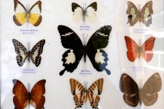 Collection papillons
