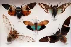 Collection insectes