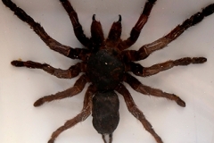 Araignée Eurypeima spinicrus