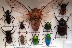 Collection insectes