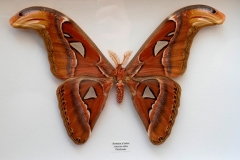 Papillon Bombyx  - Thaïlande