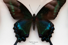 Papillon Papilio maackii - Chine