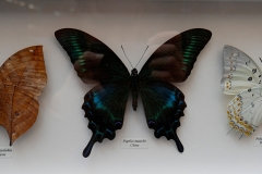 Collection papillons Indonésie Chine Thaïlande