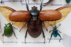 Eupatorus Gracillicornis