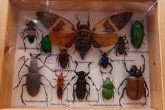 Collection insectes à carapaces
