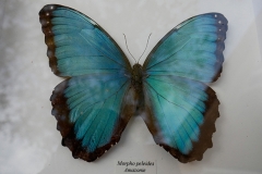 Papillon Morpho Peleides-Amazonie