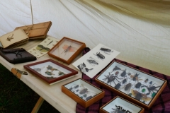 collection entomologique suite