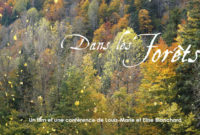 Film – « Dans les forêts »