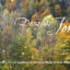 Film – “Dans les forêts”