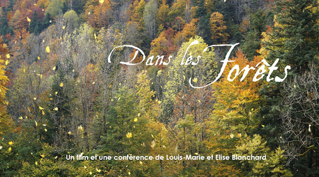 Film – « Dans les forêts »